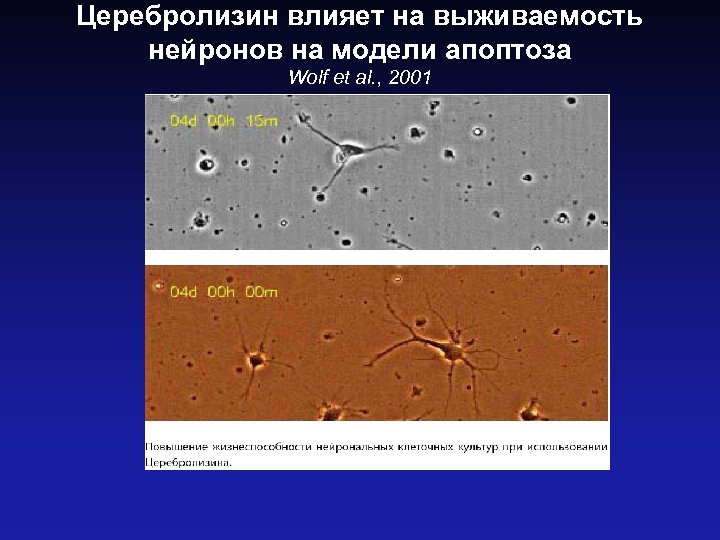 Церебролизин влияет на выживаемость нейронов на модели апоптоза Wolf et al. , 2001 
