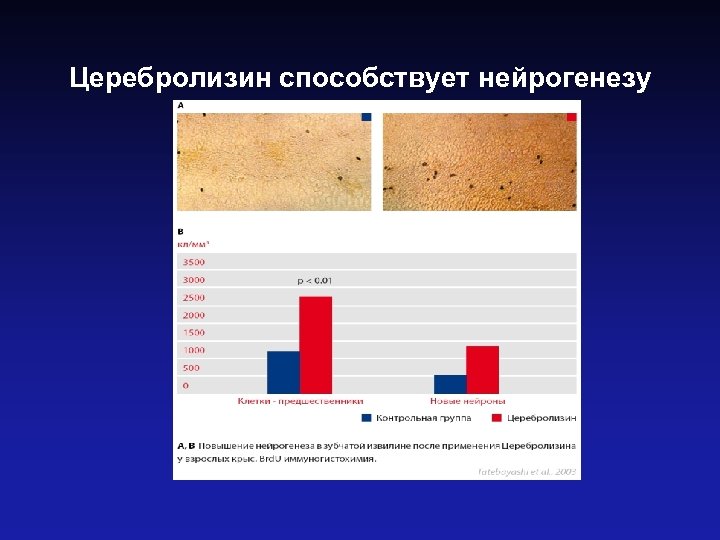 Церебролизин способствует нейрогенезу 