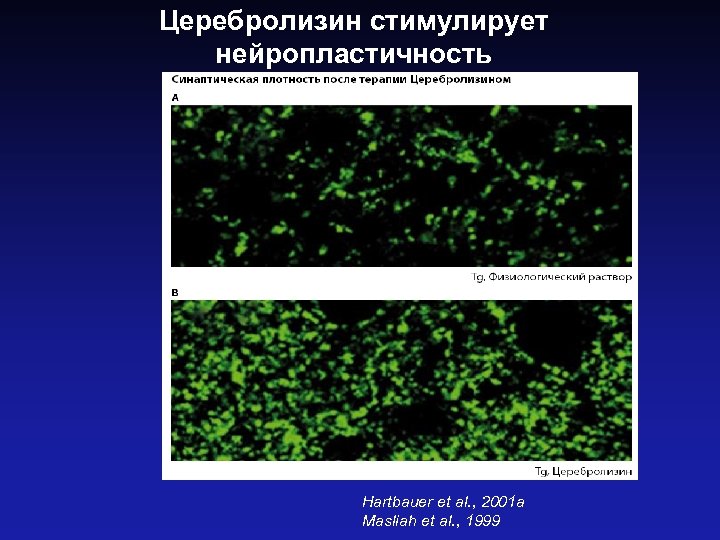 Церебролизин стимулирует нейропластичность Hartbauer et al. , 2001 a Masliah et al. , 1999