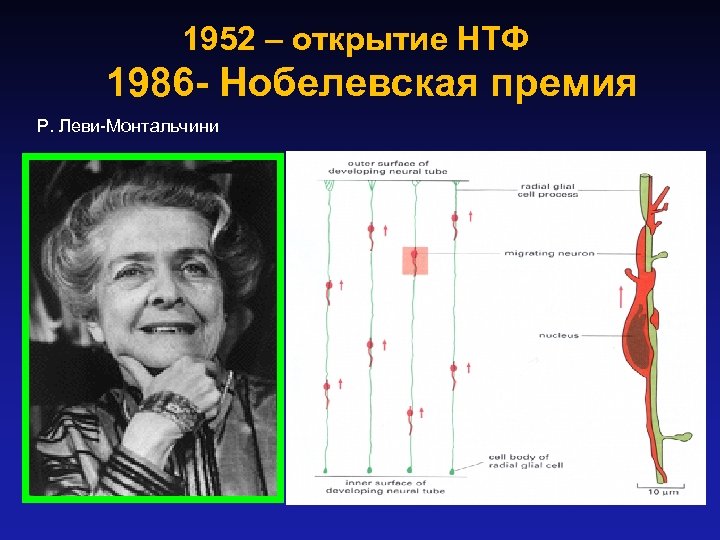 1952 – открытие НТФ 1986 - Нобелевская премия Р. Леви-Монтальчини 