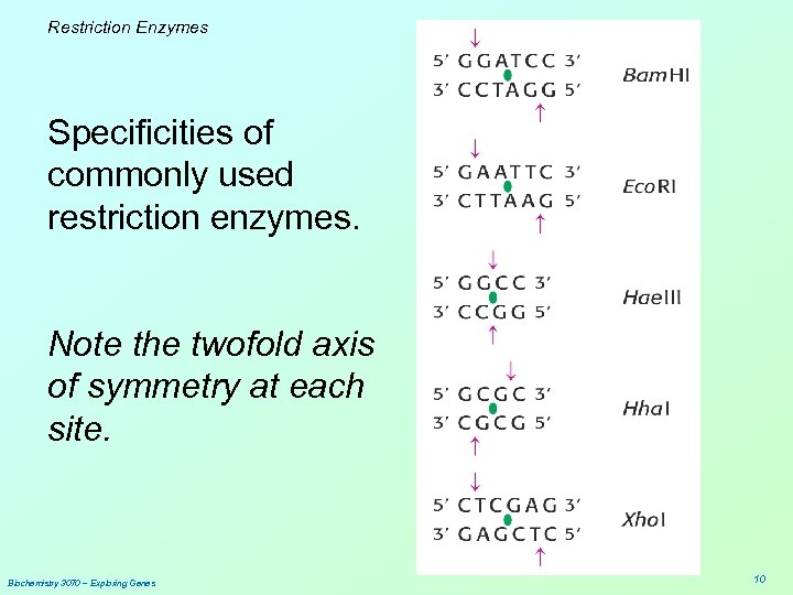 Restriction Enzymes Specificities of commonly used restriction enzymes. Note the twofold axis of symmetry