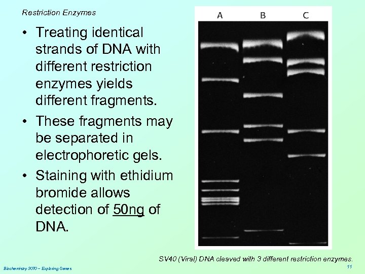 Restriction Enzymes • Treating identical strands of DNA with different restriction enzymes yields different