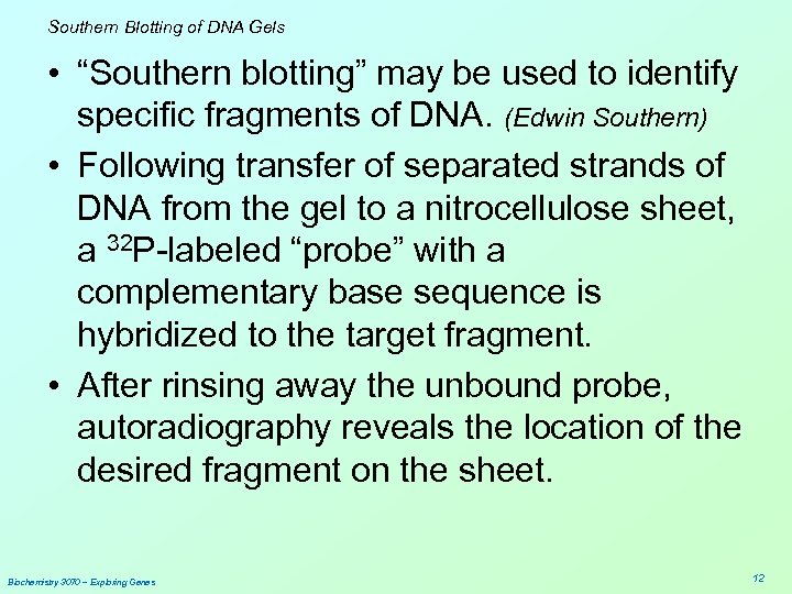 Southern Blotting of DNA Gels • “Southern blotting” may be used to identify specific