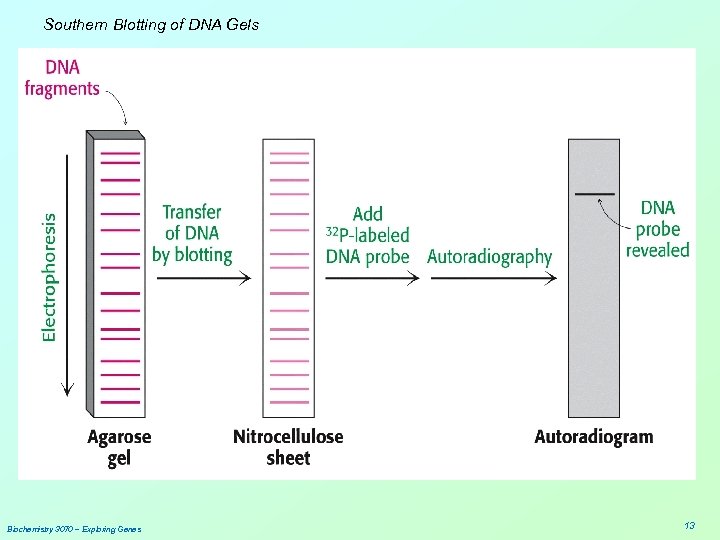 Southern Blotting of DNA Gels Biochemistry 3070 – Exploring Genes 13 