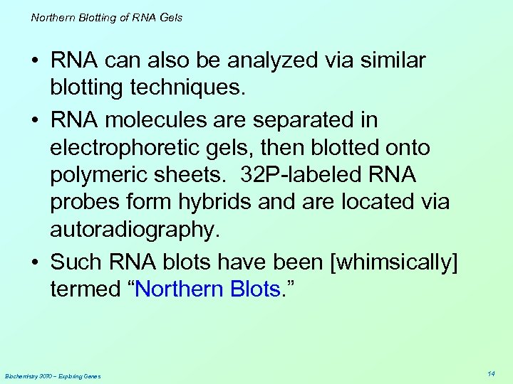 Northern Blotting of RNA Gels • RNA can also be analyzed via similar blotting