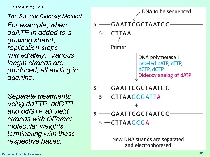 Sequencing DNA The Sanger Dideoxy Method: For example, when dd. ATP in added to