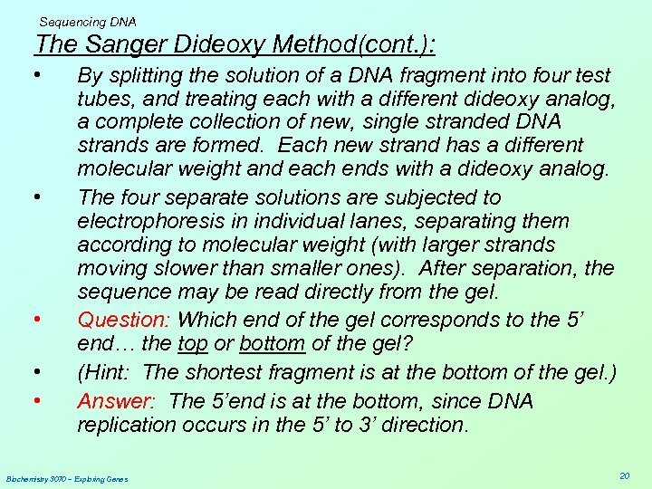 Sequencing DNA The Sanger Dideoxy Method(cont. ): • • • By splitting the solution