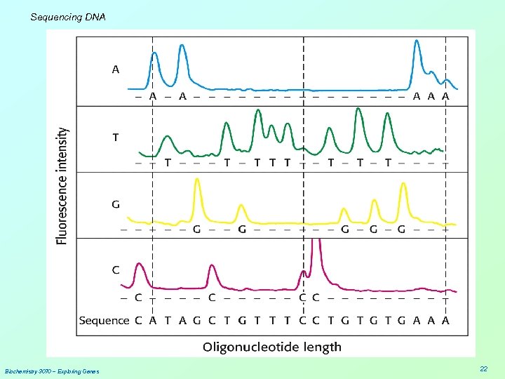 Sequencing DNA Biochemistry 3070 – Exploring Genes 22 