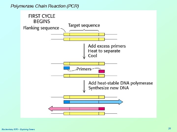 Polymerase Chain Reaction (PCR) Biochemistry 3070 – Exploring Genes 28 