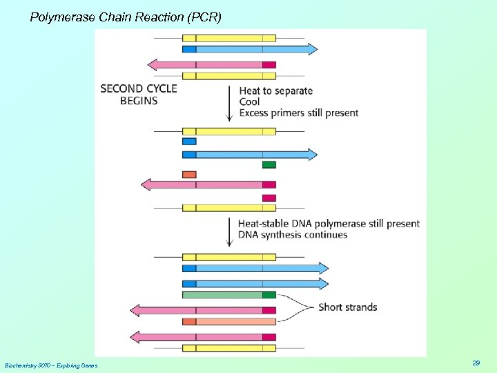 Polymerase Chain Reaction (PCR) Biochemistry 3070 – Exploring Genes 29 