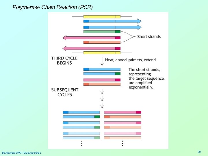 Polymerase Chain Reaction (PCR) Biochemistry 3070 – Exploring Genes 30 