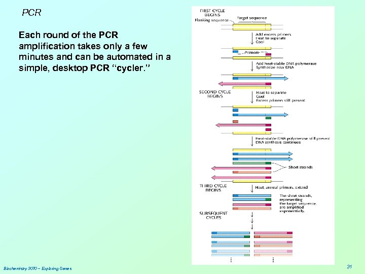 PCR Each round of the PCR amplification takes only a few minutes and can