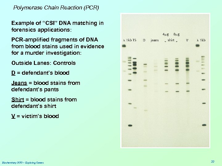 Polymerase Chain Reaction (PCR) Example of “CSI” DNA matching in forensics applications: PCR-amplified fragments