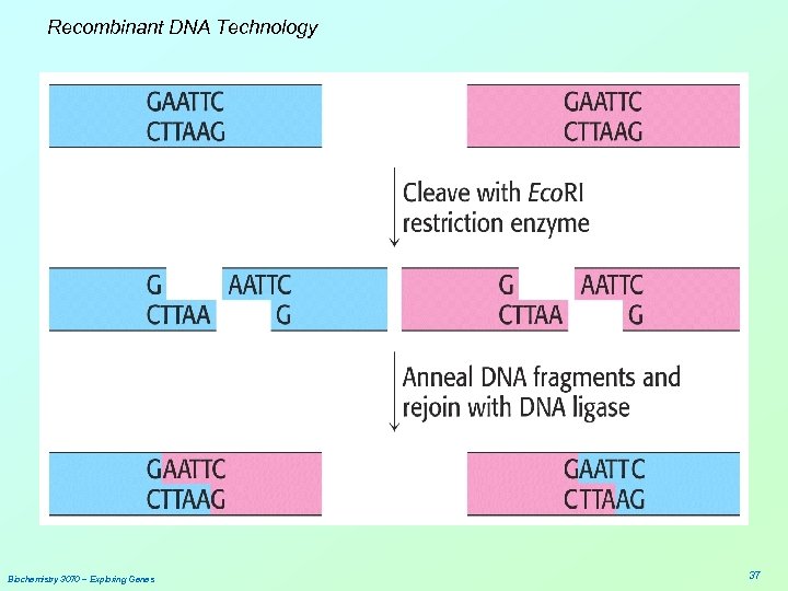 Recombinant DNA Technology Biochemistry 3070 – Exploring Genes 37 