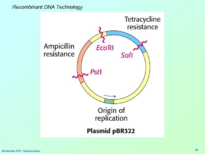 Recombinant DNA Technology Biochemistry 3070 – Exploring Genes 39 