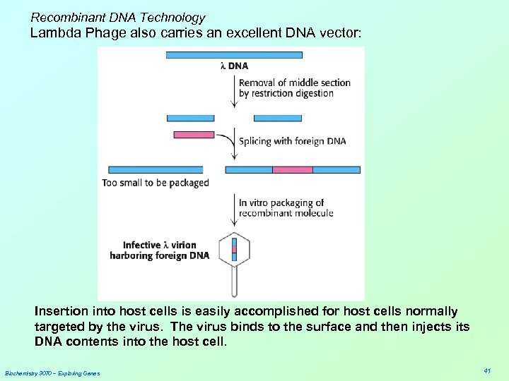 Recombinant DNA Technology Lambda Phage also carries an excellent DNA vector: Insertion into host