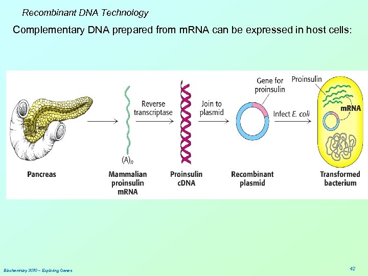 Recombinant DNA Technology Complementary DNA prepared from m. RNA can be expressed in host