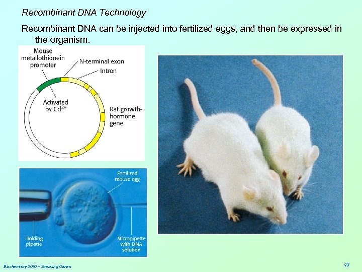 Recombinant DNA Technology Recombinant DNA can be injected into fertilized eggs, and then be