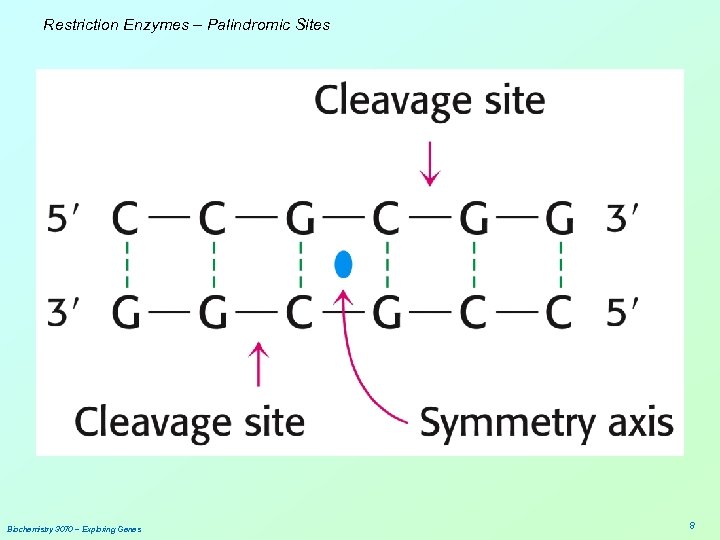 Restriction Enzymes – Palindromic Sites Biochemistry 3070 – Exploring Genes 8 