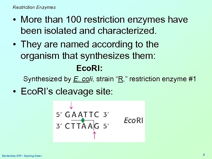 Restriction Enzymes • More than 100 restriction enzymes have been isolated and characterized. •