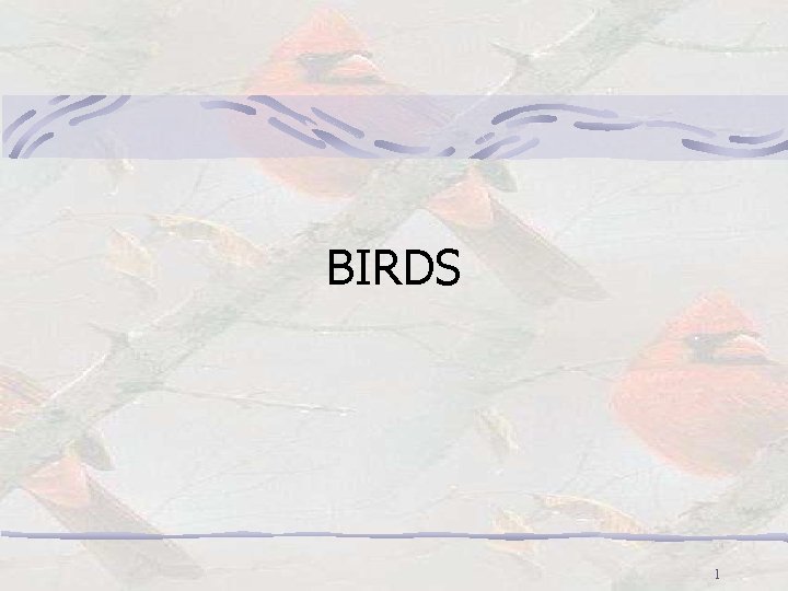 BIRDS 1 