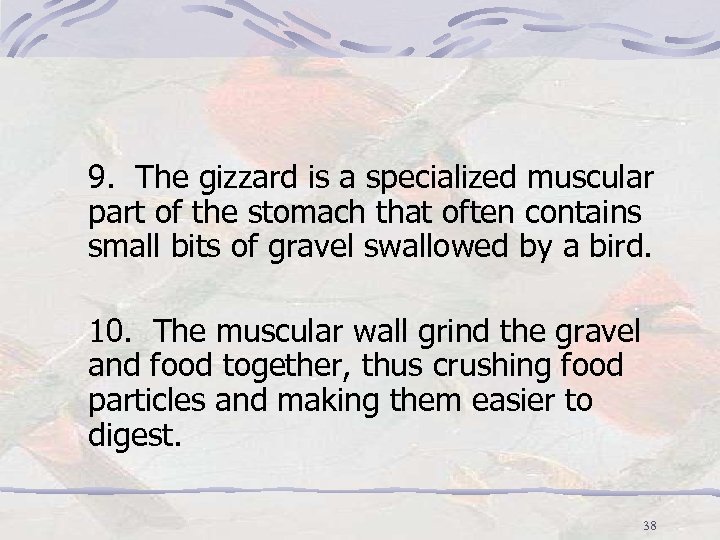 9. The gizzard is a specialized muscular part of the stomach that often contains