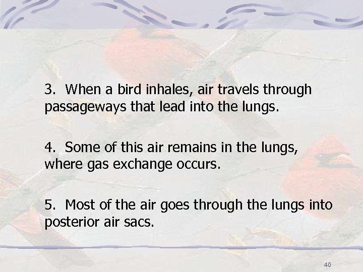 3. When a bird inhales, air travels through passageways that lead into the lungs.