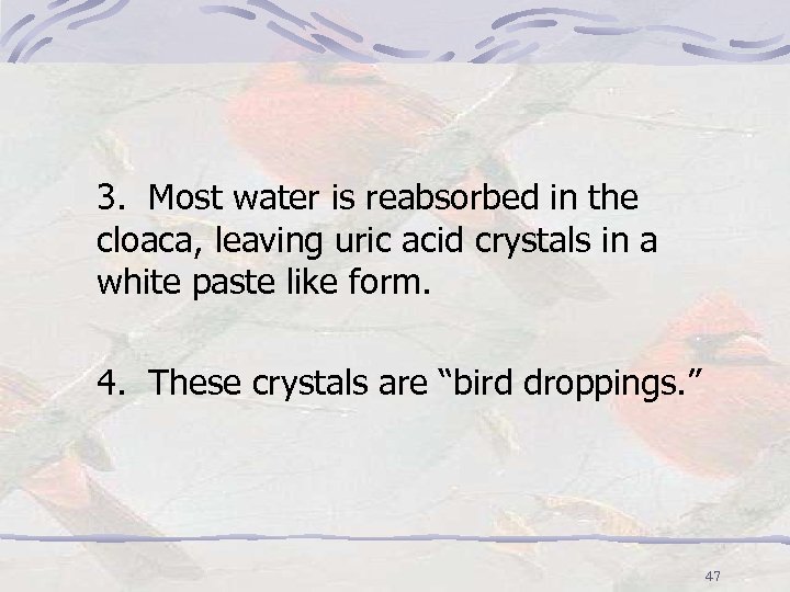 3. Most water is reabsorbed in the cloaca, leaving uric acid crystals in a