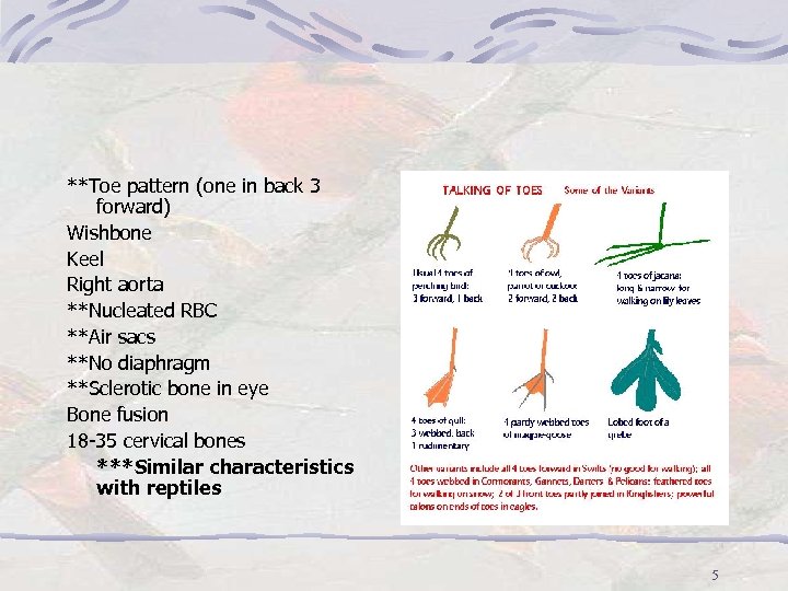 **Toe pattern (one in back 3 forward) Wishbone Keel Right aorta **Nucleated RBC **Air