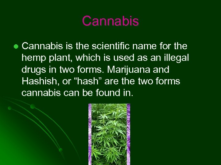 Cannabis l Cannabis is the scientific name for the hemp plant, which is used