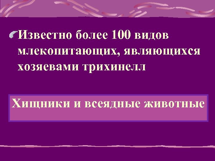 Известно более 100 видов млекопитающих, являющихся хозяевами трихинелл Хищники и всеядные животные 