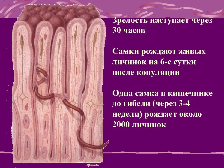 Зрелость наступает через 30 часов Самки рождают живых личинок на 6 -е сутки после