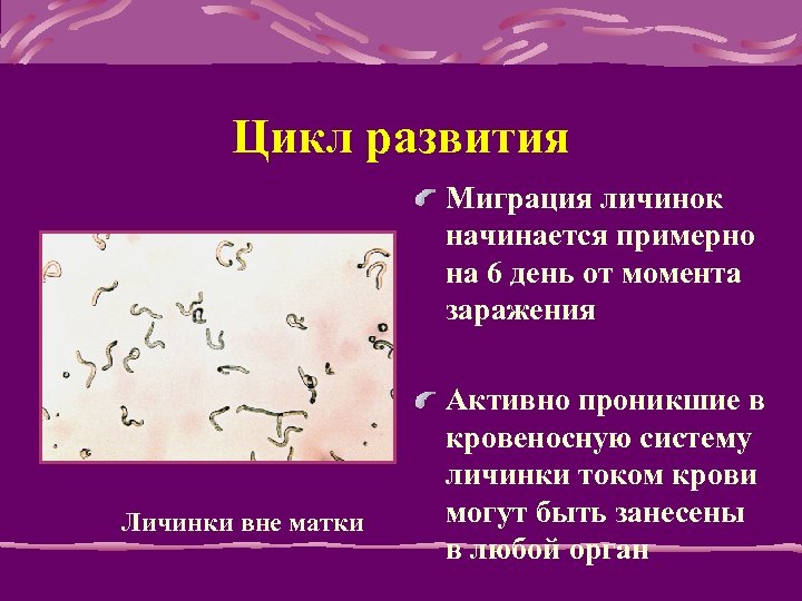 Цикл развития Мигpация личинок начинается пpимеpно на 6 день от момента заpажения Личинки вне