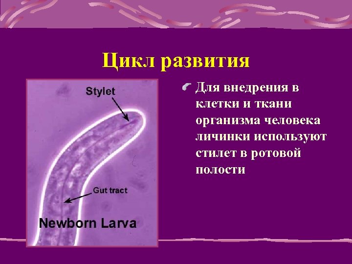 Цикл развития Для внедрения в клетки и ткани организма человека личинки используют стилет в