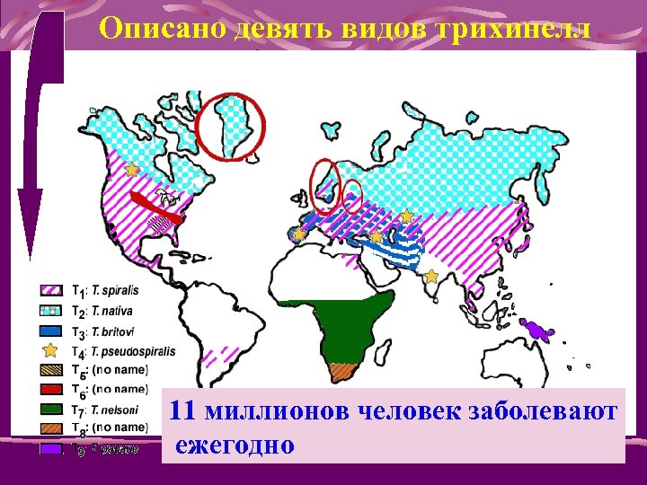 Описано девять видов трихинелл 11 миллионов человек заболевают ежегодно 