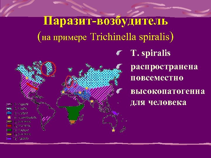 Паразит-возбудитель (на примере Trichinella spiralis) T. spiralis распространена повсеместно высокопатогенна для человека 