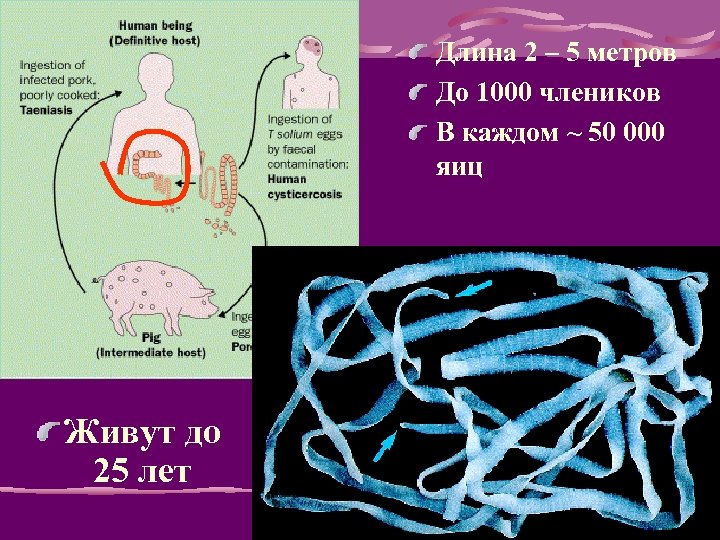 Длина 2 – 5 метров До 1000 члеников В каждом ~ 50 000 яиц