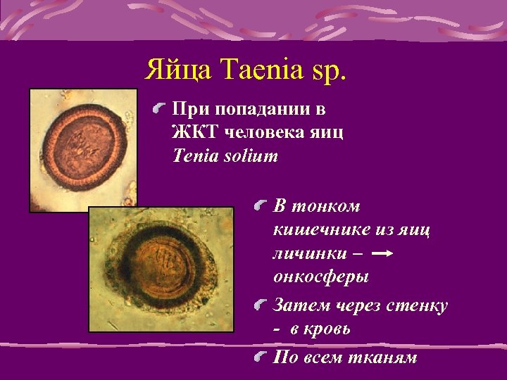 Яйца Taenia sp. При попадании в ЖКТ человека яиц Tenia solium В тонком кишечнике