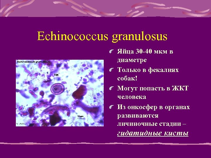 Echinococcus granulosus Яйца 30 -40 мкм в диаметре Только в фекалиях собак! Могут попасть