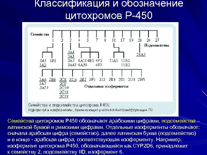 Классификация и обозначение цитохромов Р-450 Семейства цитохромов Р 450 обозначают арабскими цифрами, подсемейства –
