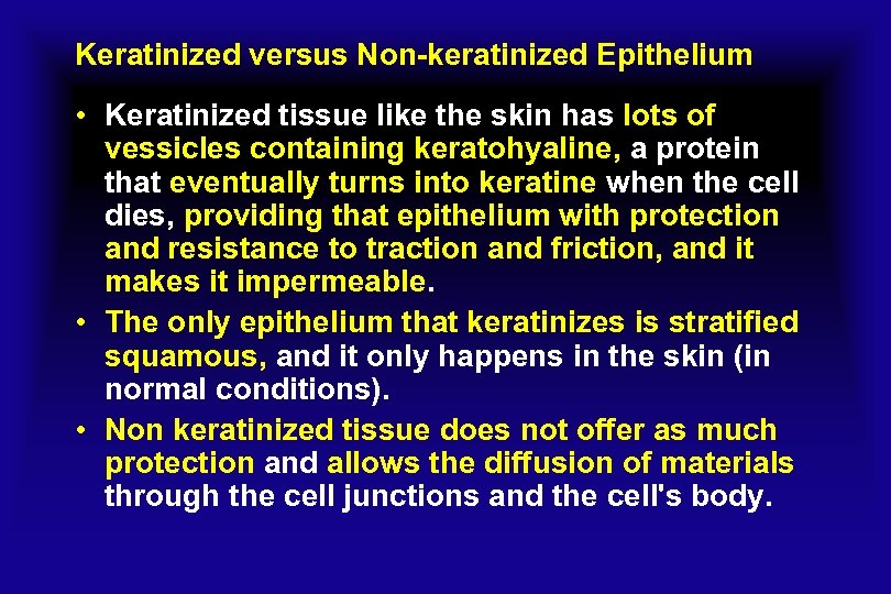 Keratinized versus Non-keratinized Epithelium • Keratinized tissue like the skin has lots of vessicles