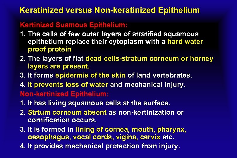 Keratinized versus Non-keratinized Epithelium Kertinized Suamous Epithelium: 1. The cells of few outer layers