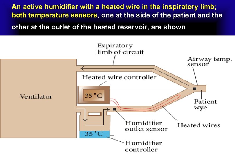 An active humidifier with a heated wire in the inspiratory limb; both temperature sensors,