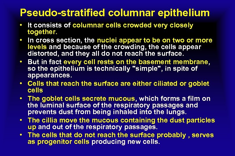 Pseudo-stratified columnar epithelium • It consists of columnar cells crowded very closely together. •