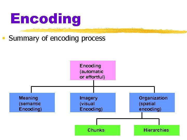 Encoding § Summary of encoding process Encoding (automatic or effortful) Meaning (semantic Encoding) Imagery