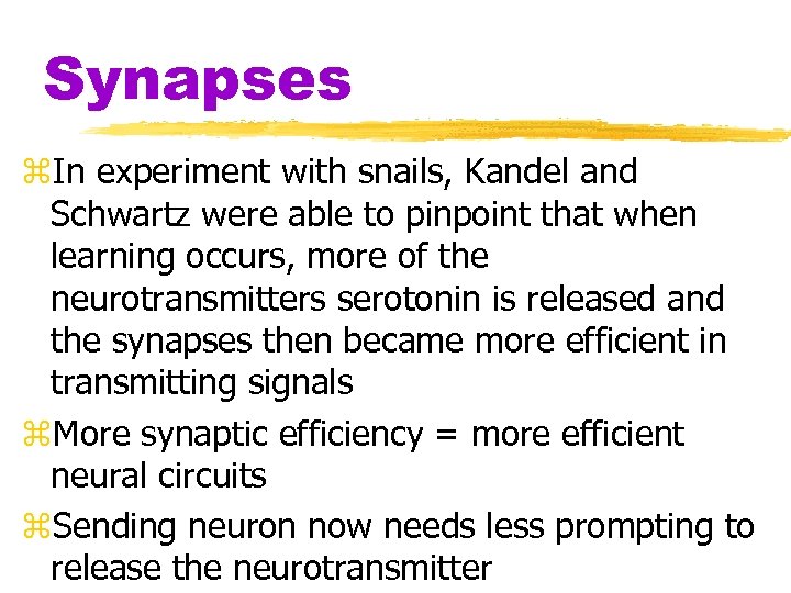 Synapses z. In experiment with snails, Kandel and Schwartz were able to pinpoint that