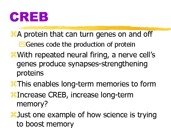 CREB z. A protein that can turn genes on and off y. Genes code
