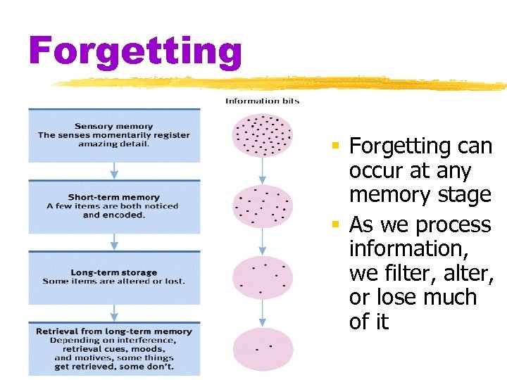 Forgetting § Forgetting can occur at any memory stage § As we process information,