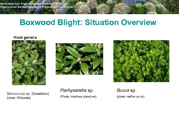 Boxwood Blight: Situation Overview Host genera Sarcococca sp. (Sweetbox) (photo: Wikipedia) Pachysandra sp. Buxus