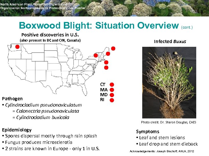 Boxwood Blight: Situation Overview (cont. ) Positive discoveries in U. S. (also present in